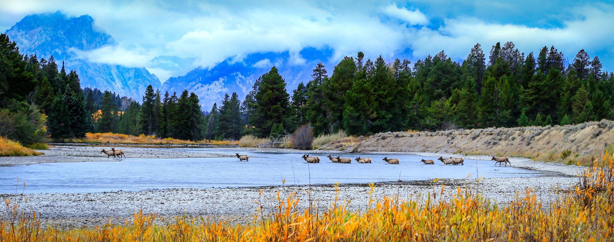 Elk Crossing Snake River